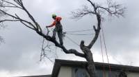 Tree Trimming Service