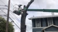 Tree Removal Service